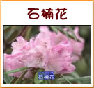 石楠花(33秒)