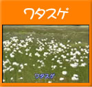 ワタスゲ(25秒)