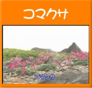 コマクサ(30秒)