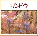 リンドウ(20秒)