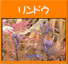 リンドウ(20秒)